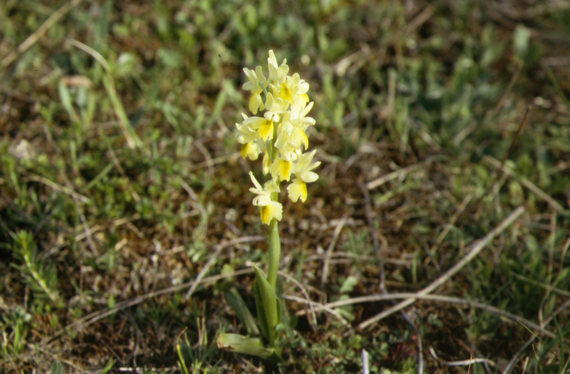 Orchis pauciflora e Orchis anthropophora